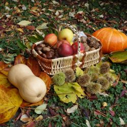 Saveurs d'automne dans le Cantal à Vic sur Cère