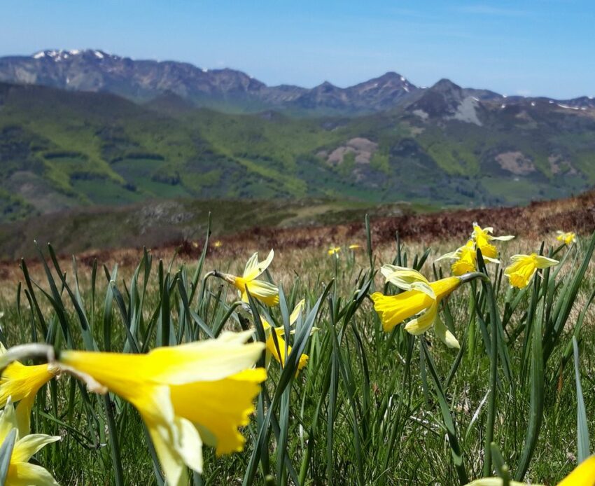 Vue sur le Massif Cantalien au printemps avec jonquilles